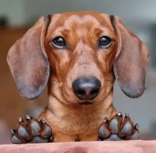 ✋ cachorro, dachshund, animal de estimação, animal, fofo, filhote, marrom, animal doméstico telegram sticker