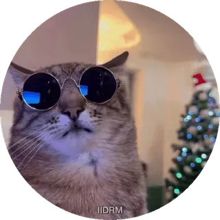 😎 IIDRM gatto, occhiali da sole, cool, albero di Natale, animale domestico, animale, vacanza telegram sticker