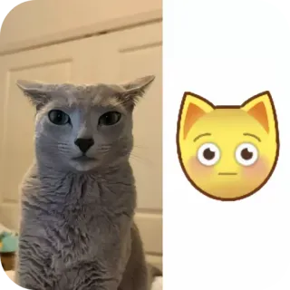 🐱 chat, animal de compagnie, emoji, animal, mignon, sticker telegram sticker