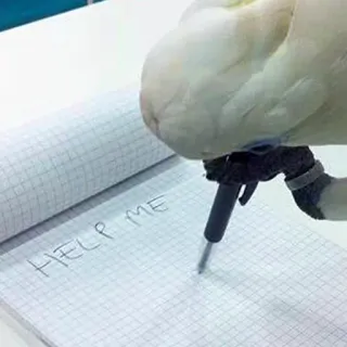 😨 HELP ME oiseau, perroquet, cacatoès, écriture, aide, détresse, note, stylo telegram sticker