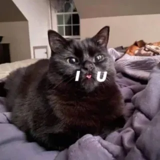 🔮 I ♥ U 猫, 愛, ハート, かわいい, ペット, 動物, 愛してる telegram sticker