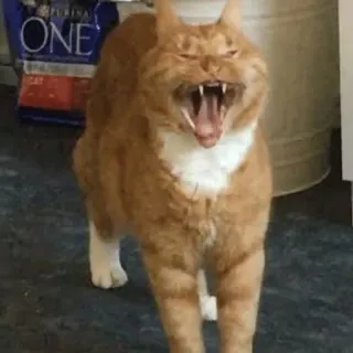 🌟 cat, yawning, animal, pet, orange, domestic telegram sticker