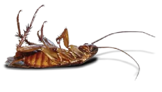 😥 cockroach, insect, pest, dead, bug whatsapp sticker