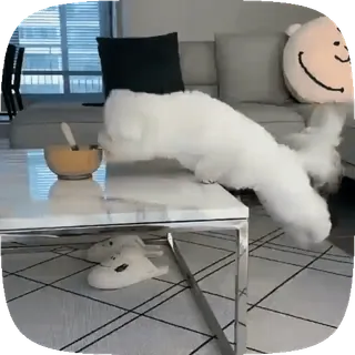 🐶 cane, animale domestico, animale, tavolo, divano, interno telegram sticker