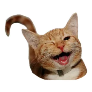 😸 고양이, 빨간머리, 동물, 애완동물, 윙크, 행복한 telegram sticker