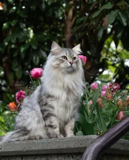 🤔 Katze, Haustier, Tier, Tulpen, Garten, Natur telegram sticker