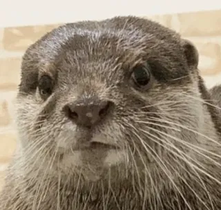 😕 otter, animal, cute, wildlife, mammal, nature, portrait telegram sticker