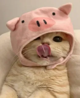 😻 gato, chapéu de porco, animal, animal de estimação, fofo, animal doméstico telegram sticker