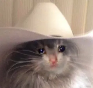 😭 gatto, cowboy, triste, piangere, meme, animale, cappello telegram sticker
