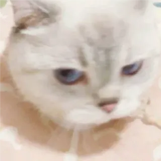 🎀 고양이, 귀여운, 동물, 애완동물, 가축, 새끼 고양이, 고양이과 whatsapp sticker