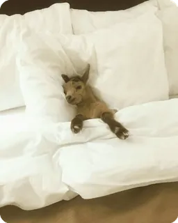 😌 ヤギ, 子ヤギ, 動物, ベッド, かわいい, 愛らしい telegram sticker
