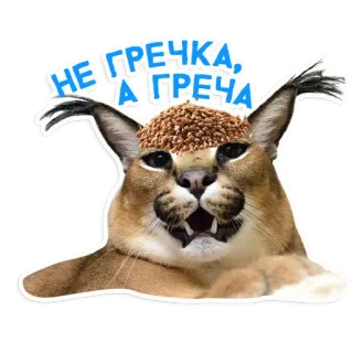 🌰 НЕ ГРЕЧКА, А ГРЕЧА kot, mem, Floppa, śmieszne, zwierzę, zwierzę domowe, gryka, greczka telegram sticker