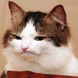 😾 gato, bravo, rabugento, animal, meme whatsapp sticker