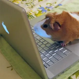 👨‍💻 guinea pig, computer, laptop, rodent, animal, pet telegram sticker