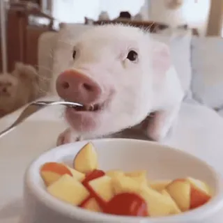 🐽 whatsapp sticker