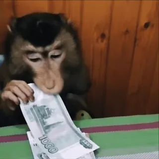 💰 monyet, uang, rubel, hewan, kera, kekayaan, mata uang telegram sticker