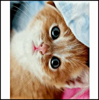 🐾 Katze, Kätzchen, süß, Tier, Haustier, orangefarbene Katze, Hauskatze telegram sticker