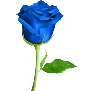 🌹 Blume, blaue Rose, Rose, Natur, Pflanze, Blüte whatsapp sticker