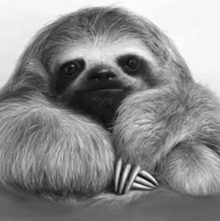 🦥 luiaard, dier, schattig, wilde dieren, zoogdier, langzaam, boom, lui telegram sticker