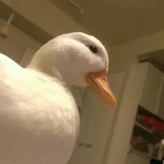 😏 duck, bird, white, animal whatsapp sticker