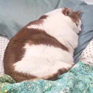 🥱 gatto, dormire, animale domestico, animale, gatto domestico, carino telegram sticker