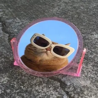 😡 kucing, kacamata hitam, cermin, hewan, hewan peliharaan, refleksi telegram sticker