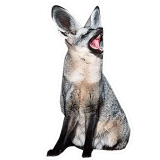 😵 bat-eared fox, animal, fox, wildlife telegram sticker