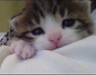 🥺 猫, 小猫, 可爱, 宠物, 动物, 哺乳动物 telegram sticker