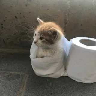 🧻 cat, kitten, animal, toilet paper, cute, pet telegram sticker