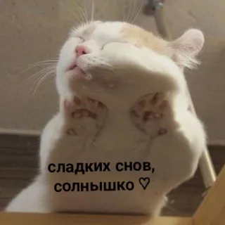 💤 сладких снов, солнышко ♡ แมว, นอนหลับ, น่ารัก, รัสเซีย, ราตรีสวัสดิ์, ฝันดี telegram sticker