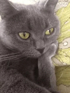 😐 고양이, 회색 고양이, 집고양이, 애완동물, 동물, 고양이과 telegram sticker