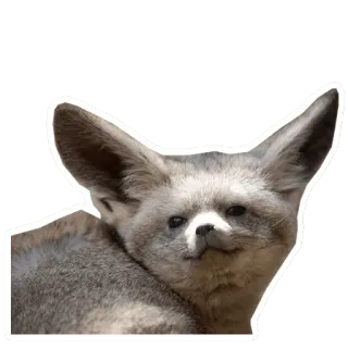 🦊 fennec fox, animal, fox, cute, desert animal, mammal telegram sticker