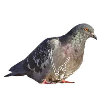 🍾 새, 비둘기, 가운데 손가락, 불쾌한, 제스처 telegram sticker