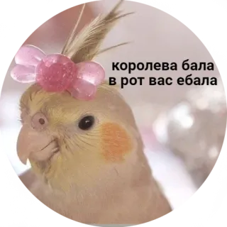 😍 королева бала
в рот вас ебала vogel, papegaai, valkparkiet, aanstootgevend, strik telegram sticker
