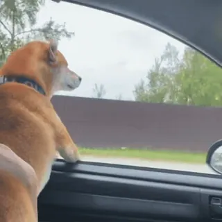 🚗 pies, shiba inu, podróż samochodem, podróże, okno, zwierzę domowe telegram sticker