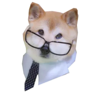 💼 собака, шиба ину, очки, галстук, бизнес, офис telegram sticker