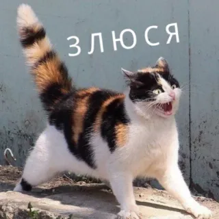 😤 ЗЛЮСЯ gatto, arrabbiato, felino, animale, calico, russo whatsapp sticker