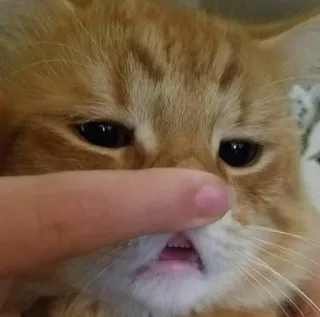 👻 cat, kitten, pet, animal, funny, close up, finger, orange telegram sticker