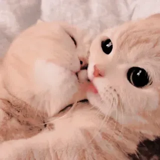 ❤ gatos, lindo, gatitos, animales, mascotas, adorable whatsapp sticker