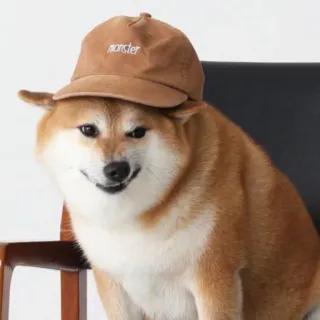 🏷 monster chó, shiba inu, mũ, quái vật, động vật, meme telegram sticker