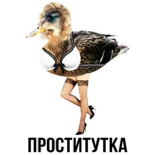 🦆 ПРОСТИТУТКА duck, legs, russian, prostitute whatsapp sticker