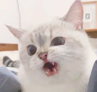 🥺 gato, animal, animal de estimação, felino, fofo, engraçado telegram sticker