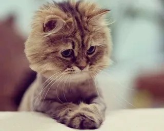 😞 cat, sad, kitten, animal, pet, cute telegram sticker