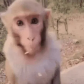 😶 monkey, animal, mammal, wildlife, primate, ape whatsapp sticker