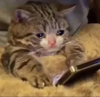 😢 кот, котенок, грустный, плачущий, питомец, животное, эмоциональный telegram sticker