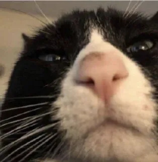 🌟 gato, animal de estimação, animal, gato smoking, gato preto e branco, close-up, engraçado telegram sticker