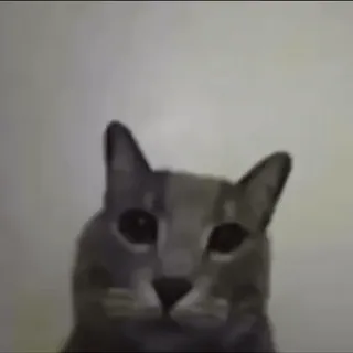 🖕 gato, animal, gato doméstico, mascota, felino whatsapp sticker