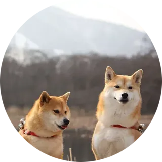 👫 犬, 柴犬, 動物, ペット, 犬種 telegram sticker