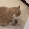 🐱
