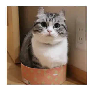 🥡 cat, cute, box, domestic animal, pet, kitten whatsapp sticker